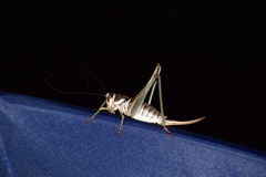 Pediodectes stevensonii