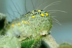 Xanthodes intersepta