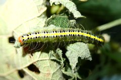 Xanthodes intersepta