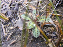 Disa bifida