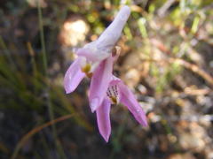 Disa bifida