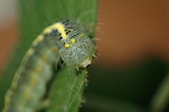 Xanthodes intersepta