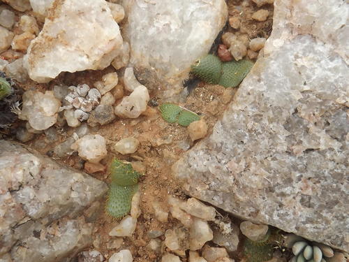 Brunsvigia namaquana