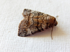 Dysbatus singularis