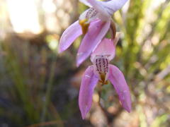 Disa bifida