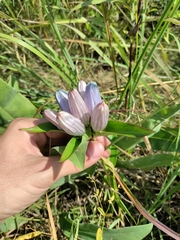 Gentiana × pallidocyanea