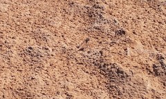 Ctenophorus maculosus