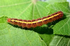 Xanthodes intersepta