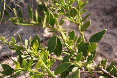 Robsonodendron maritimum