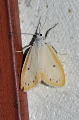 Miltochrista calamina