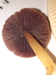 Mycena rutilantiformis