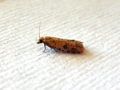 Constrictana constrictana