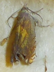 Dichrorampha simulana