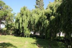 Salix babylonica babylonica