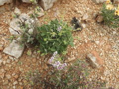 Pelargonium echinatum