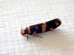 Catadoceta xanthostephana