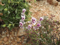 Pelargonium echinatum