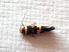 Catadoceta xanthostephana