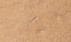 Ctenophorus maculosus