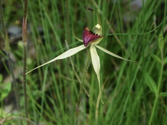 Caladenia peisleyi