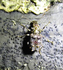 Lophus rudis