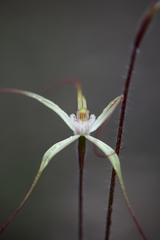 Caladenia validinervia