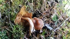 Cortinarius obtusus