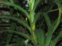 Maxillaria aurea