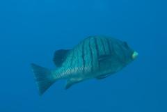 Plectorhinchus plagiodesmus