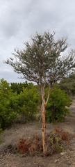 Vachellia leucophloea