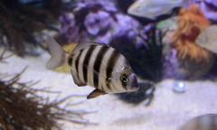 Diplodus hottentotus