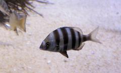 Diplodus hottentotus