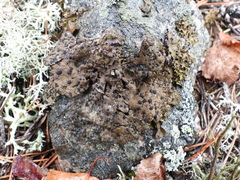 Umbilicaria hyperborea hyperborea