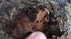 Umbilicaria hyperborea hyperborea