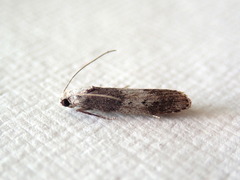 Aphomia baryptera