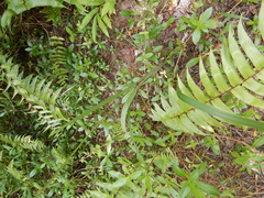 Dianella caerulea vannata