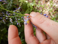 Dianella caerulea vannata
