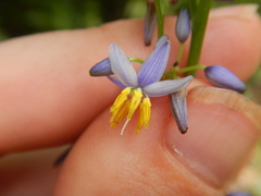 Dianella caerulea vannata