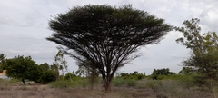 Vachellia planifrons