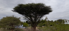 Vachellia planifrons