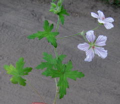 Geranium flanaganii