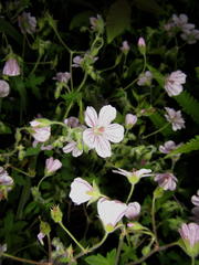 Geranium flanaganii