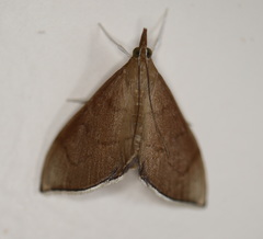 Lamprophaia albifimbrialis