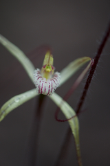 Caladenia validinervia