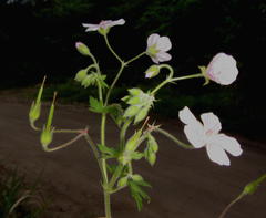 Geranium flanaganii
