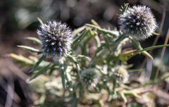 Echinops humilis