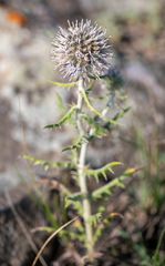 Echinops humilis