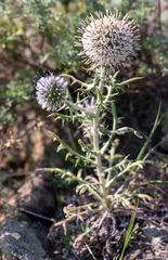 Echinops humilis