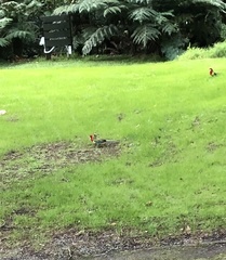 Platycercus eximius