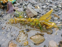 Dactylosiphon bullosus